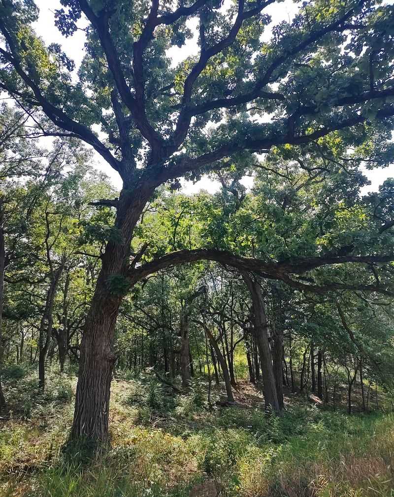 Swamp White Oak