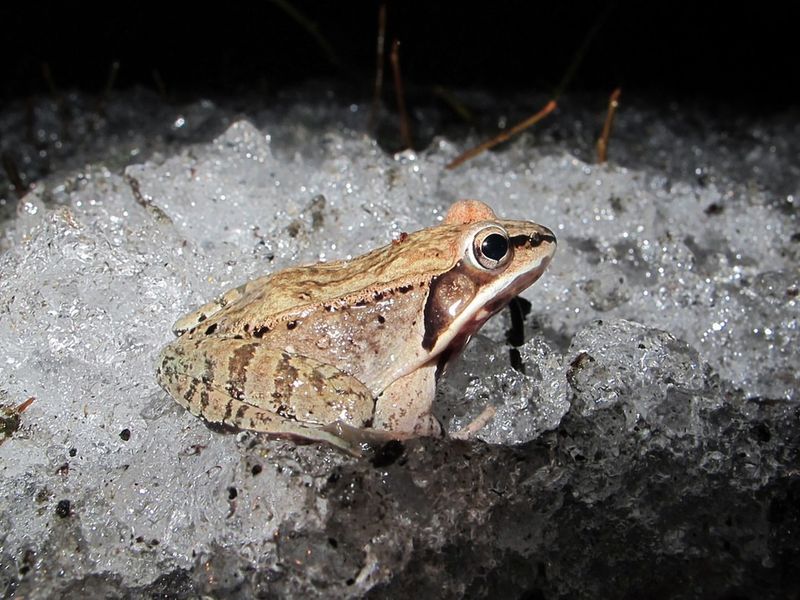 Wood Frogs