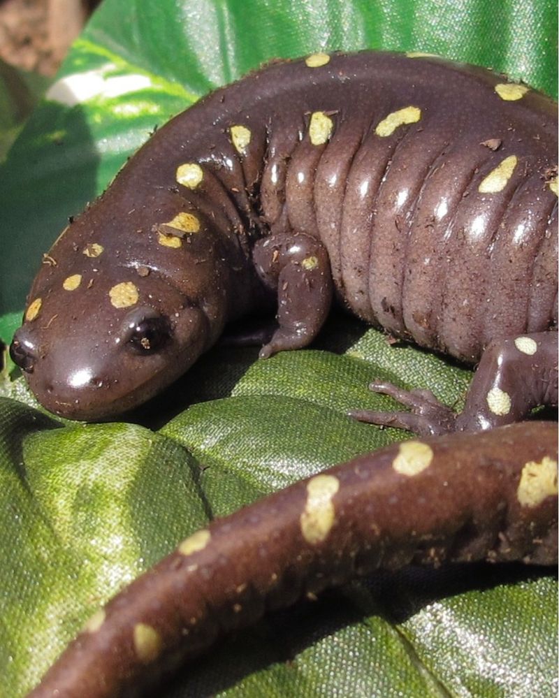 Spotted Salamanders: Secret Garden Residents