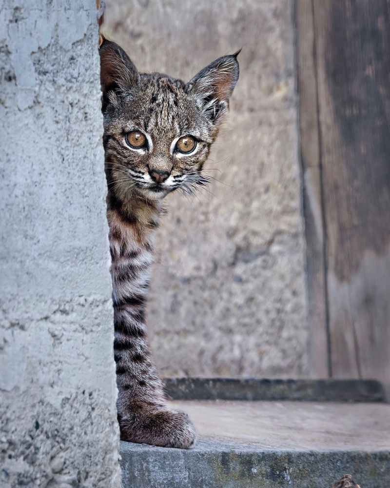 Bobcats: Elusive Feline Neighbors