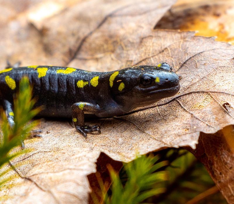 Spotted Salamanders