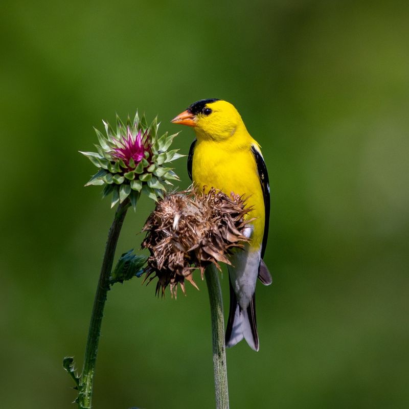 American Goldfinch's Summer Gold