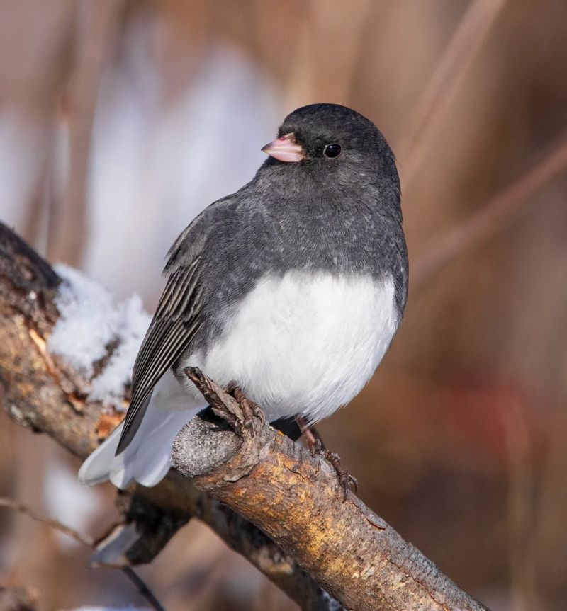 Dark-eyed Junco