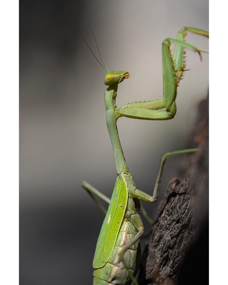 Praying Mantises