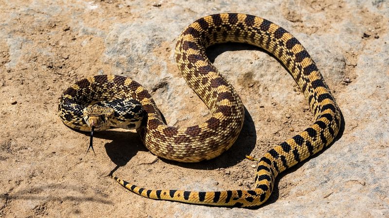 Bullsnakes