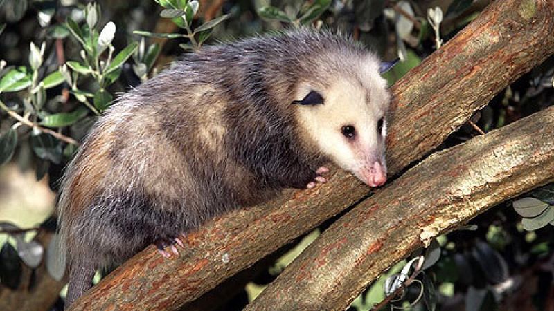 Opossums Cleaning Up Fallen Garden Fruit