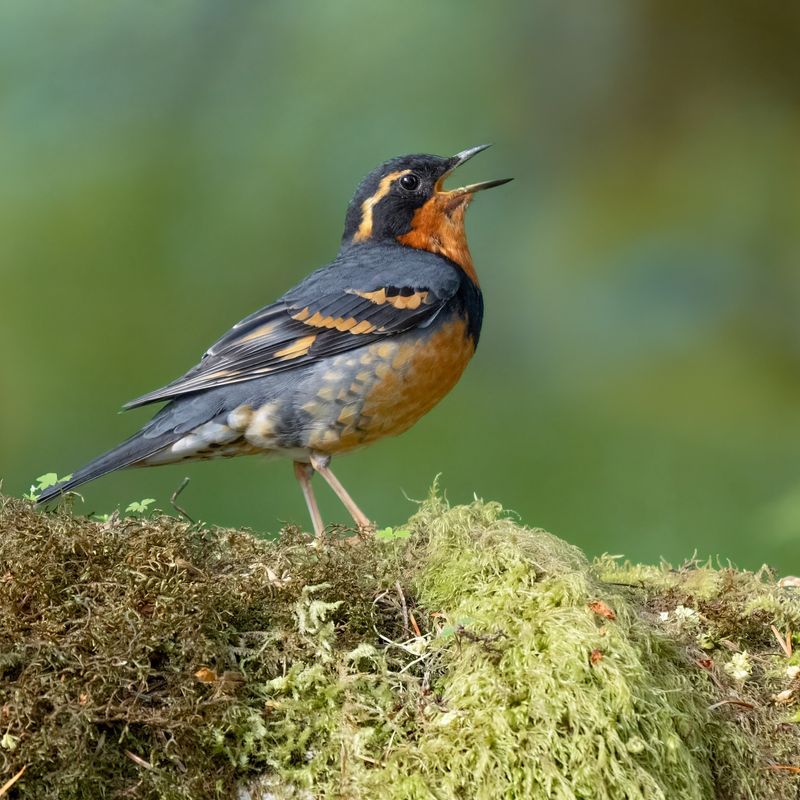 Varied Thrush