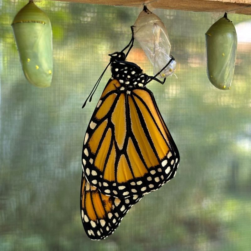 Build a Butterfly Box