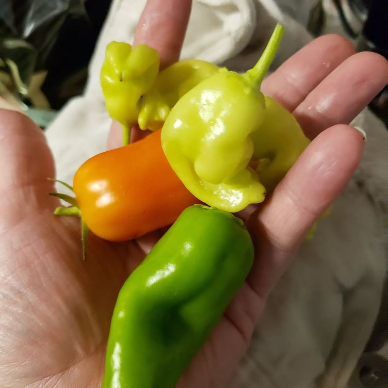Harvest Some Peppers Early