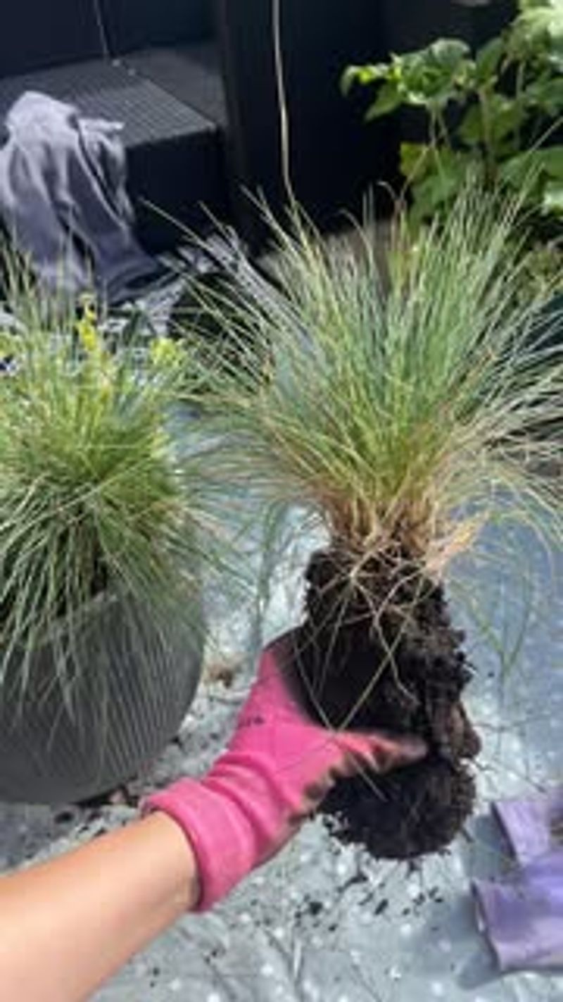 Divide Perennials