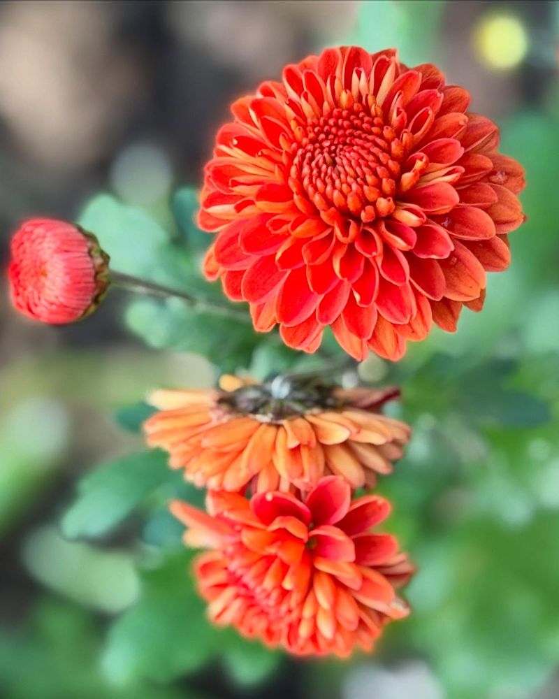 Plant Fall-Friendly Flowers