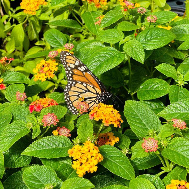Butterfly-Loving Lantana