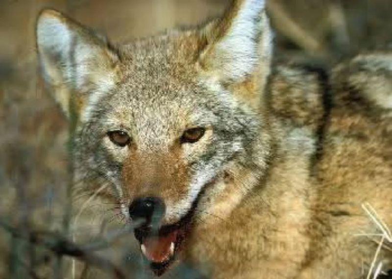 Educate Your Neighbors About Coyote Safety