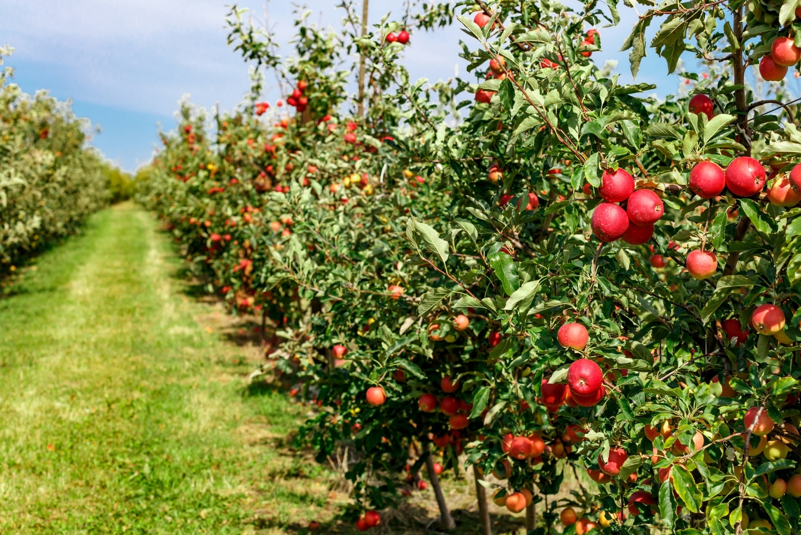 Apple (featured image)