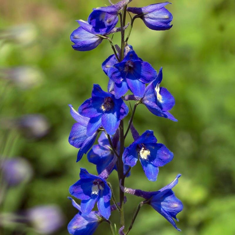 Stately Larkspur
