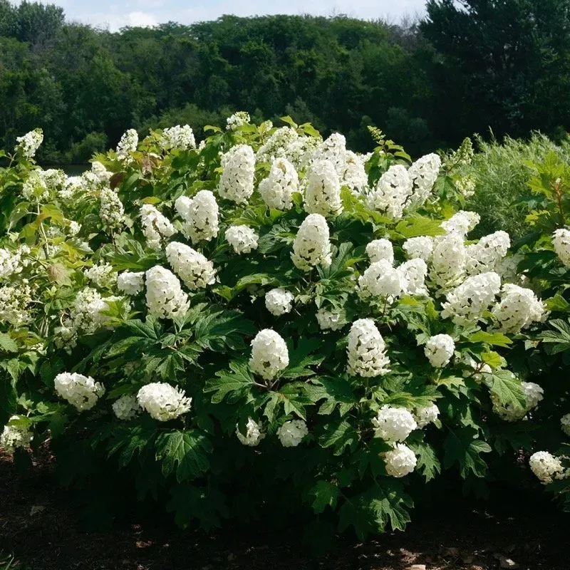 Oakleaf Hydrangea For Multi-Season Interest