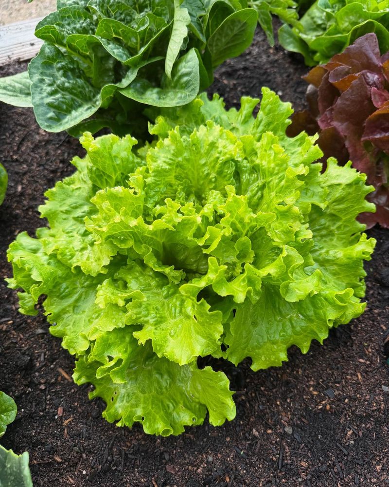 Fast-Growing Lettuce