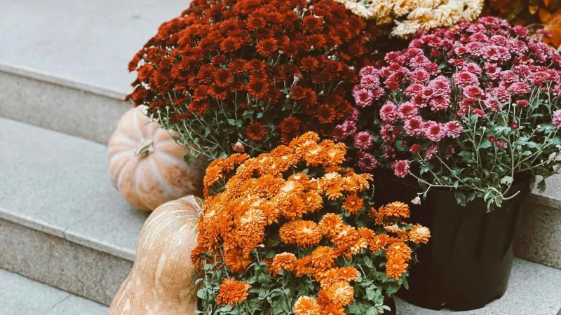 Cover During Surprise Frosts