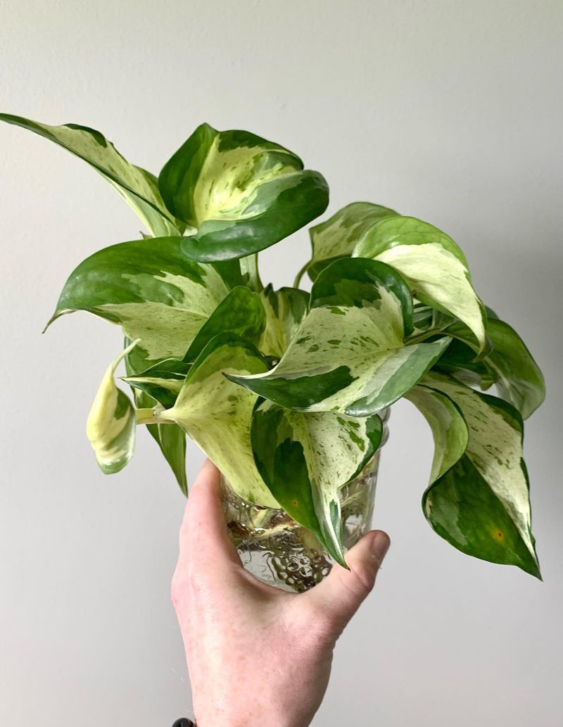 Dust Leaves Regularly