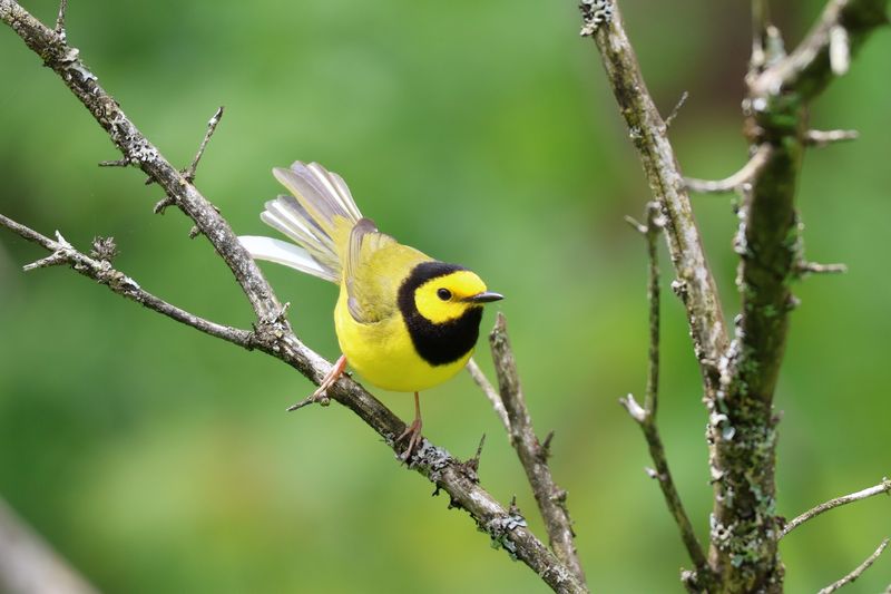 Create Wildlife Watching Stations