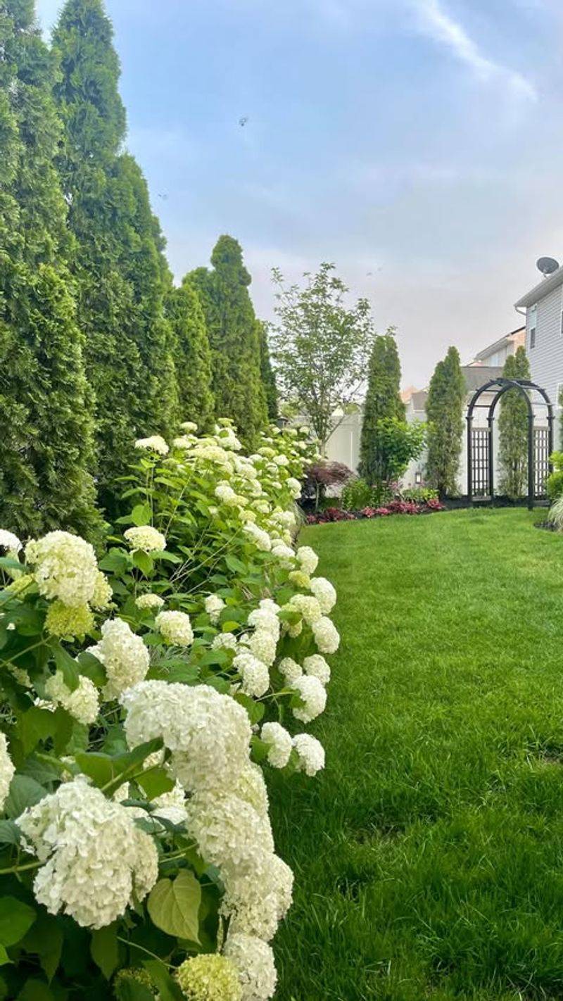 Shape Without Over-Pruning