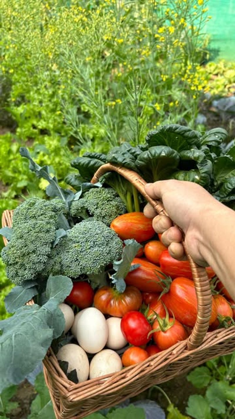 Harvest Late Vegetables