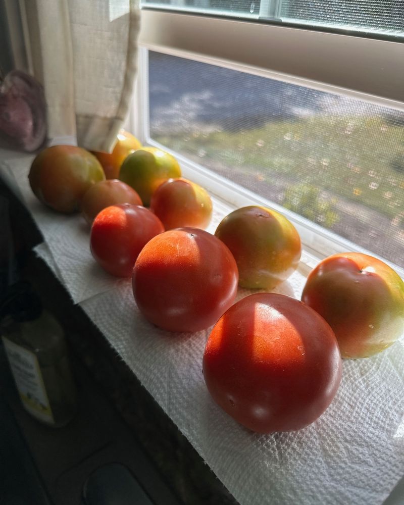 Indoor Ripening
