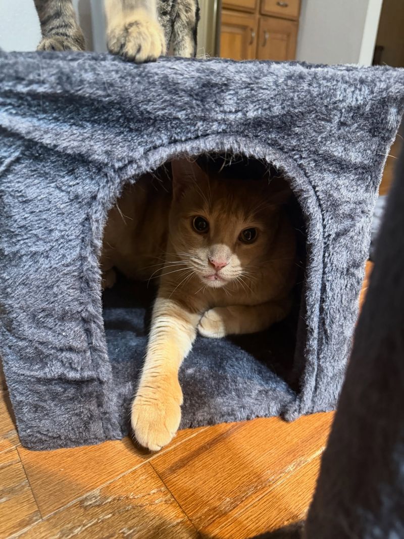Keep Small Pets Supervised