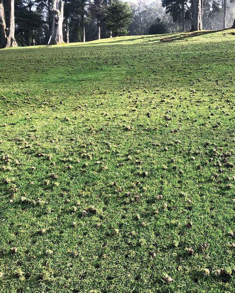 Aerate Compacted Soil