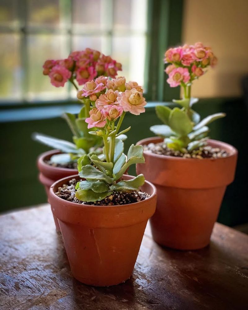 Groom Regularly For Maximum Blooms