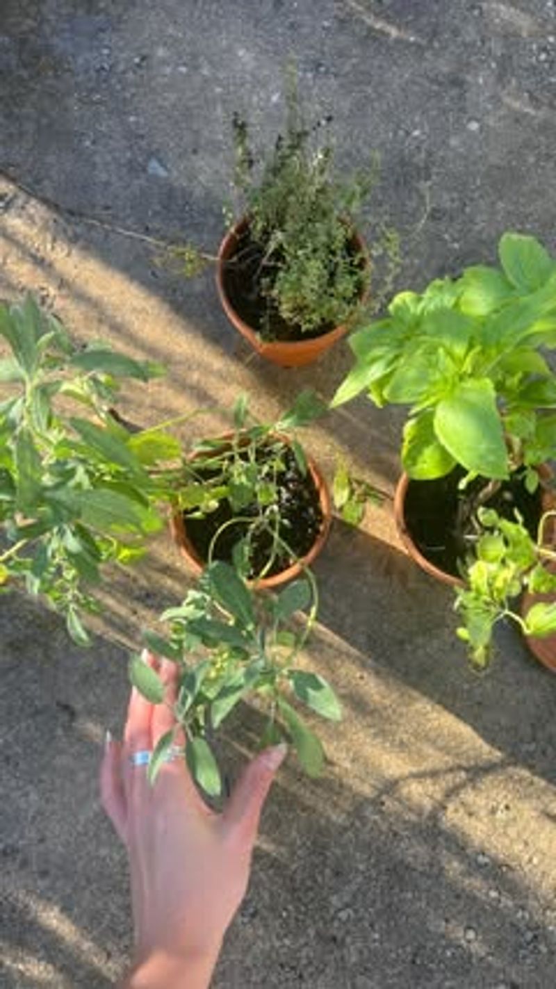 Start From Seeds
