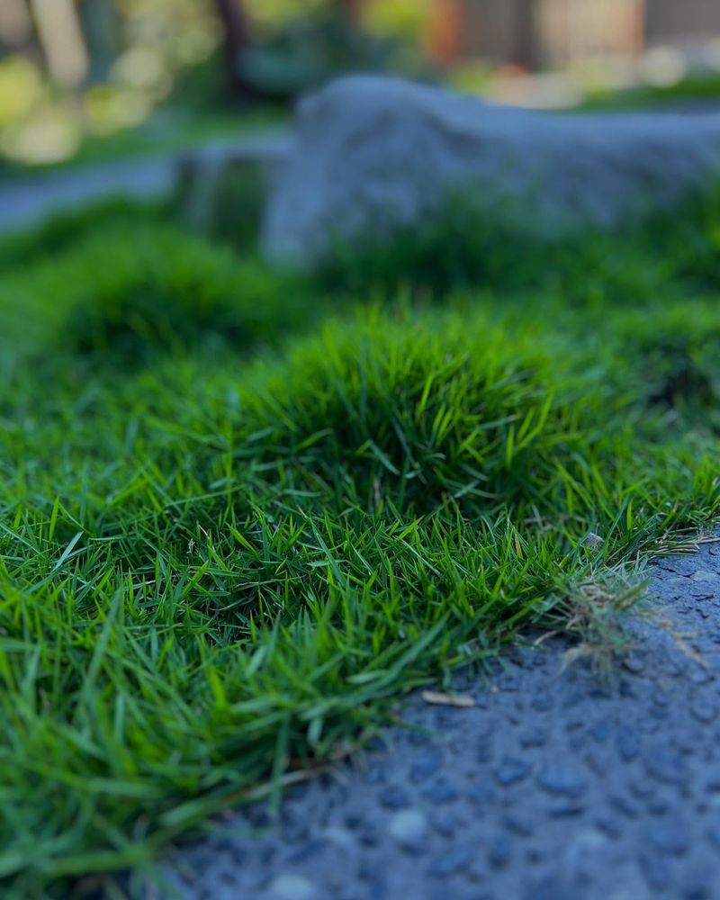 Adapts To Various Soil Types