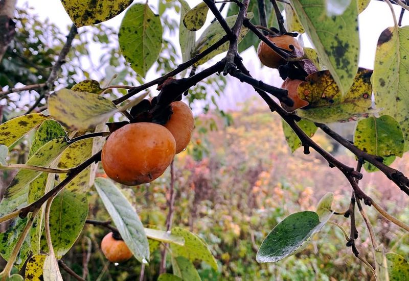 Fruitful Persimmon