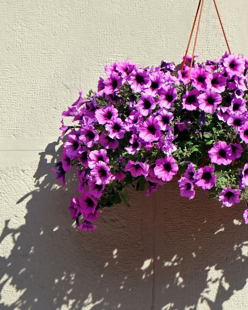 Cascading Petunias
