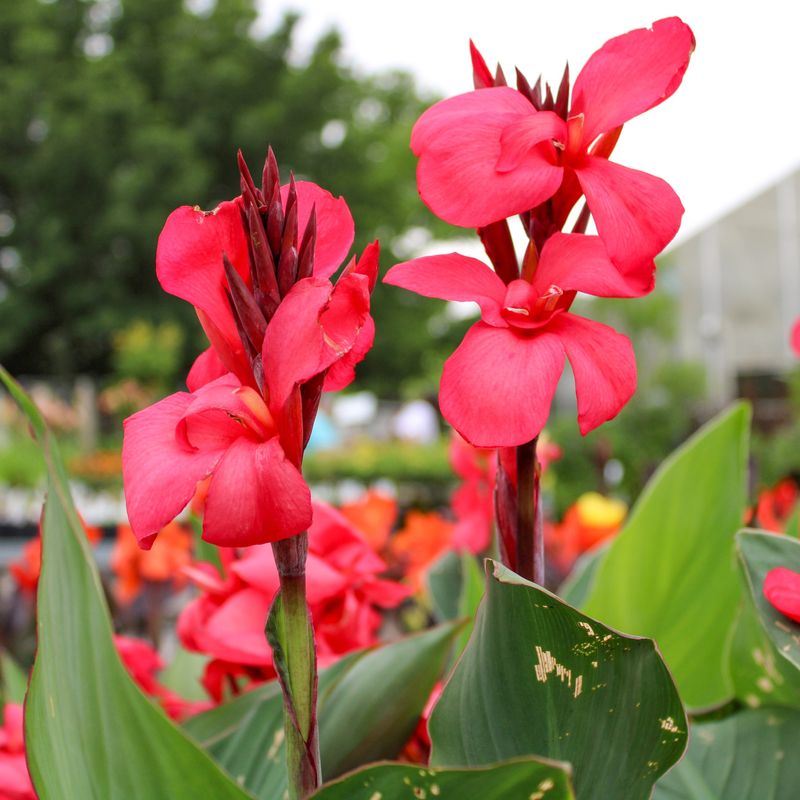 Statuesque Cannas