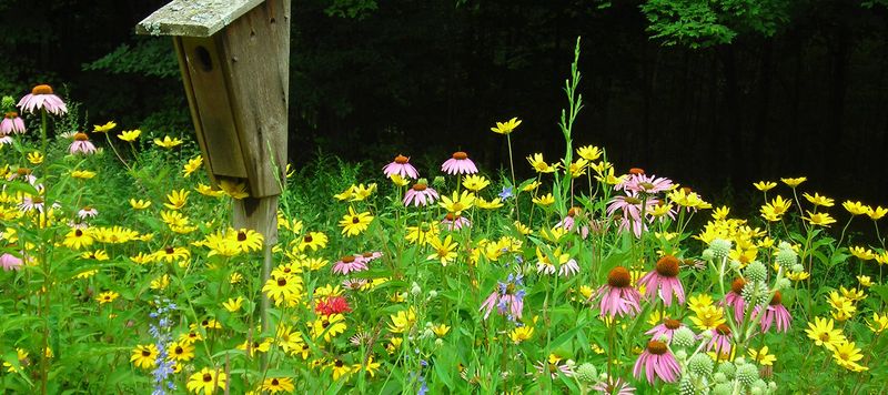 Building A Living Library Of Native Species