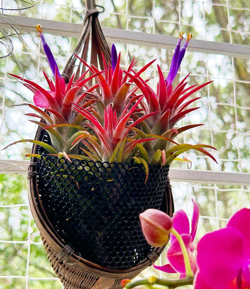 Tillandsia Ionantha: The Colorful Sky Dweller