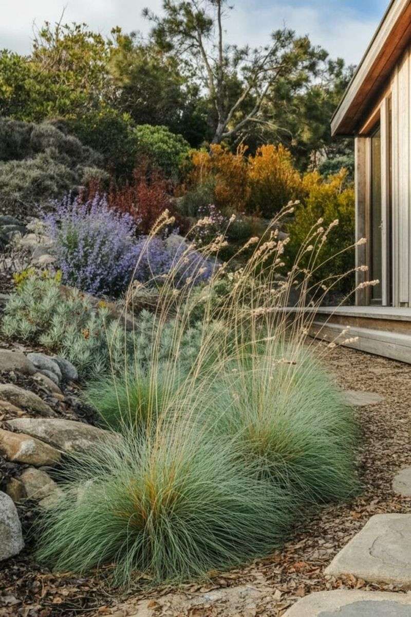 Ornamental Grasses Create Swaying Barriers