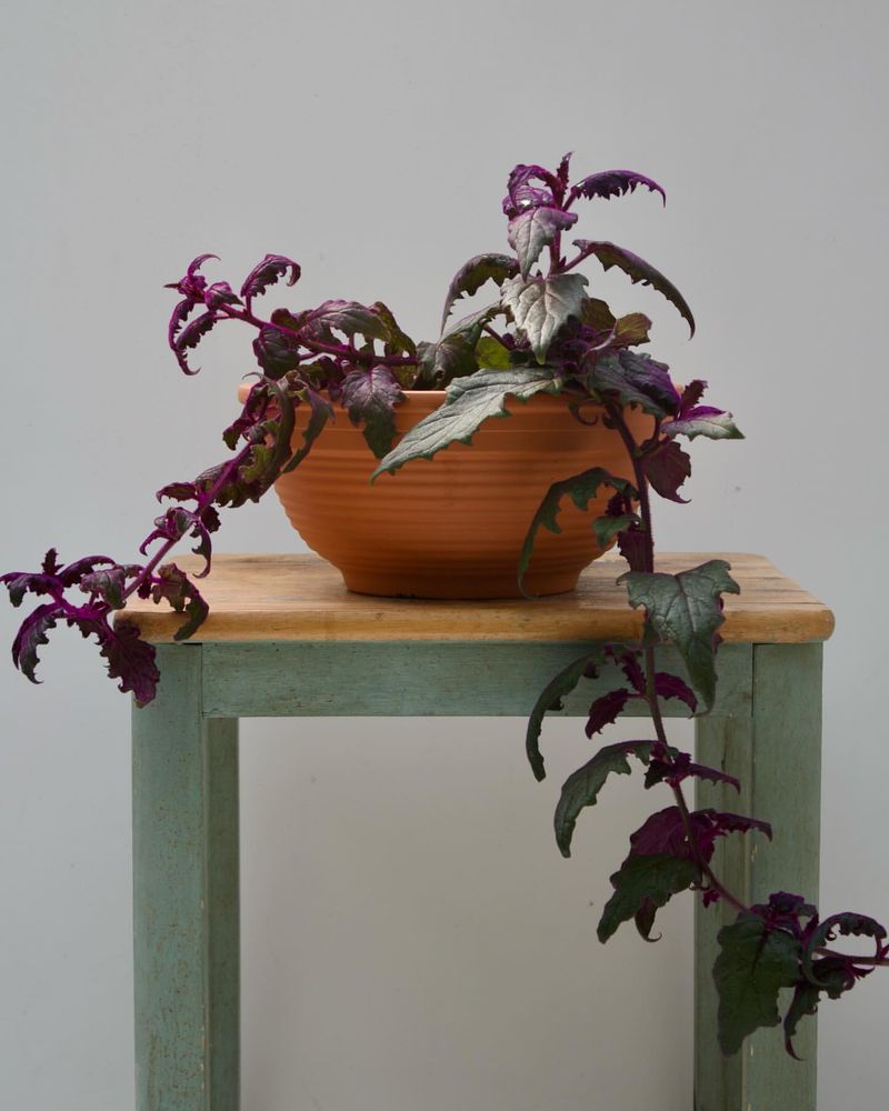Purple Passion Plant