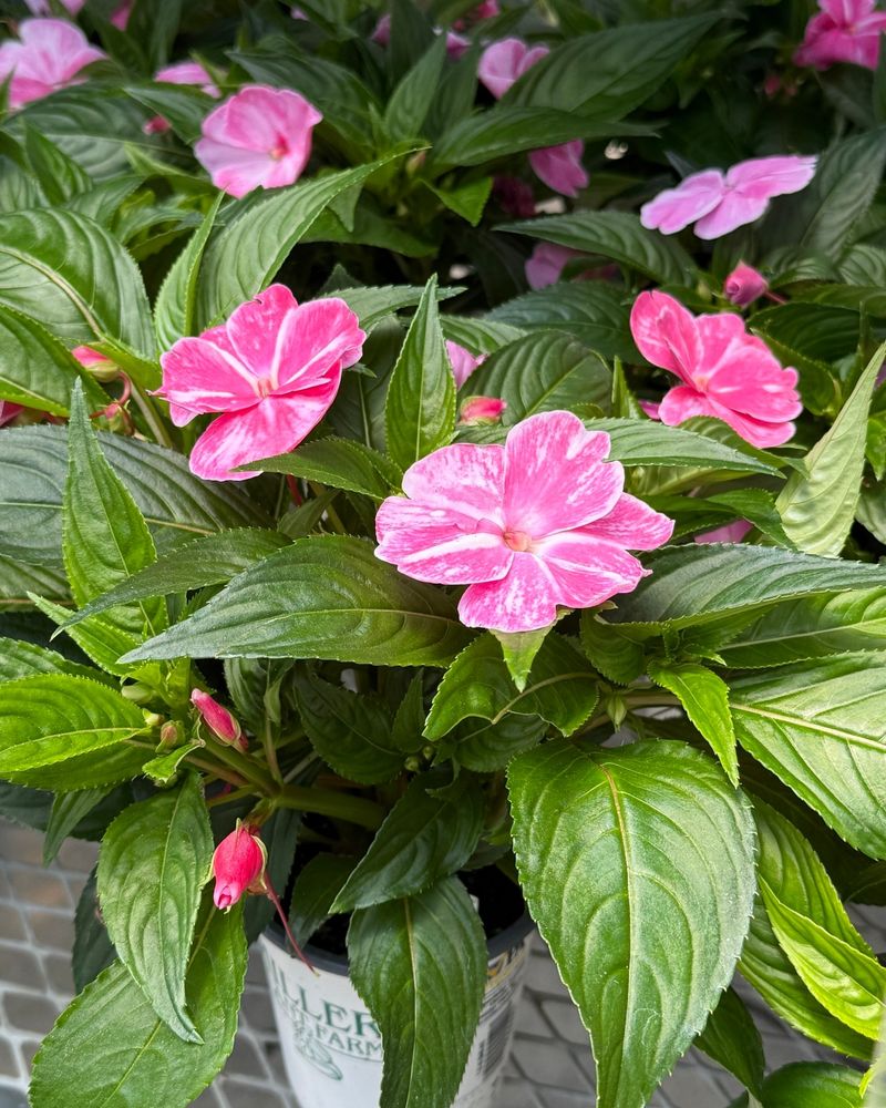New Guinea Impatiens: Larger Blooms For Deeper Shade