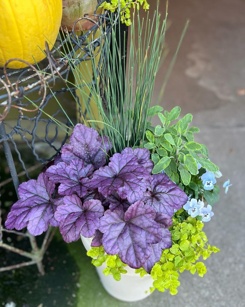 Heuchera (Coral Bells)