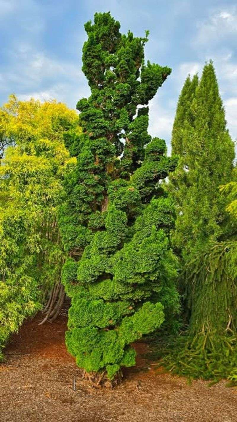 Hinoki Cypress
