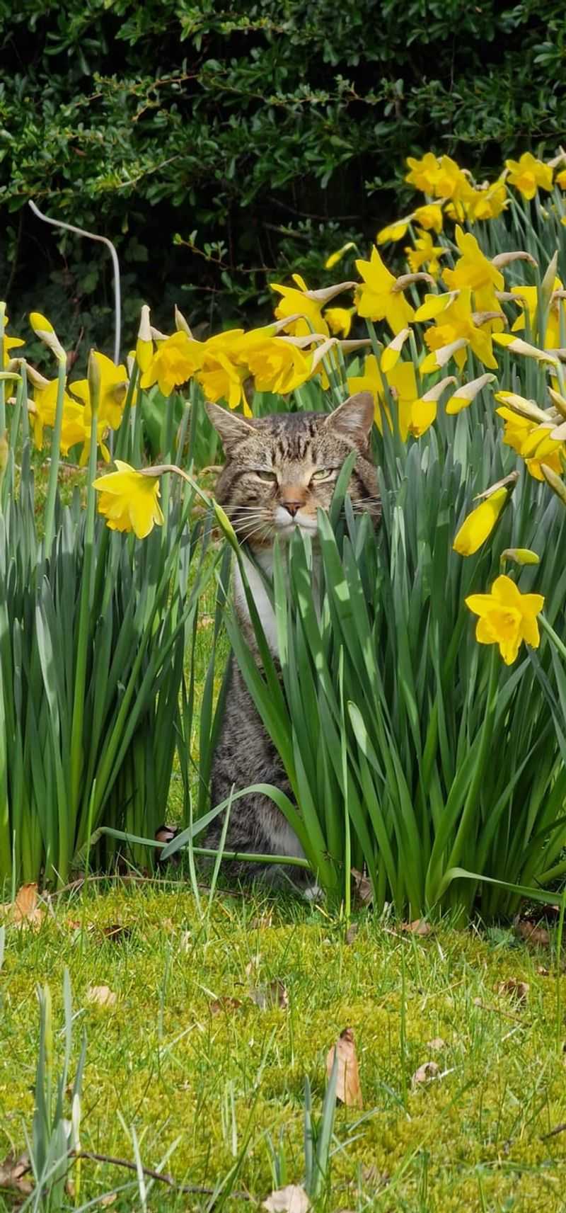 Daffodils
