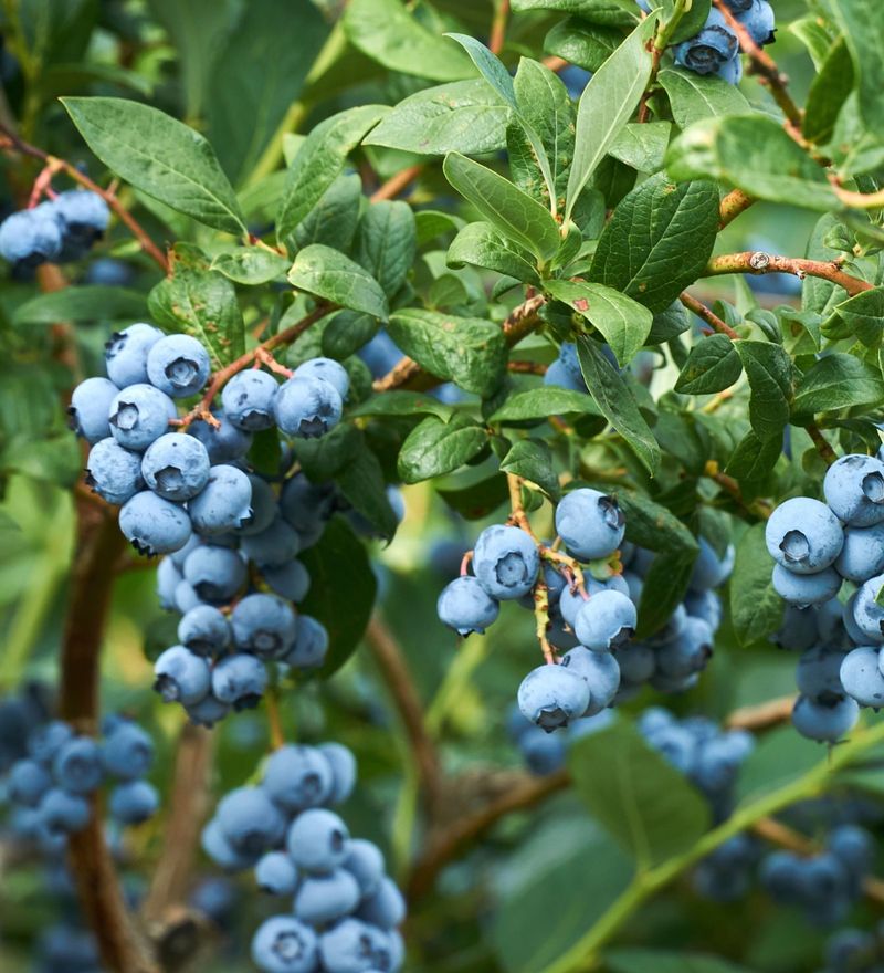 Highbush Blueberry