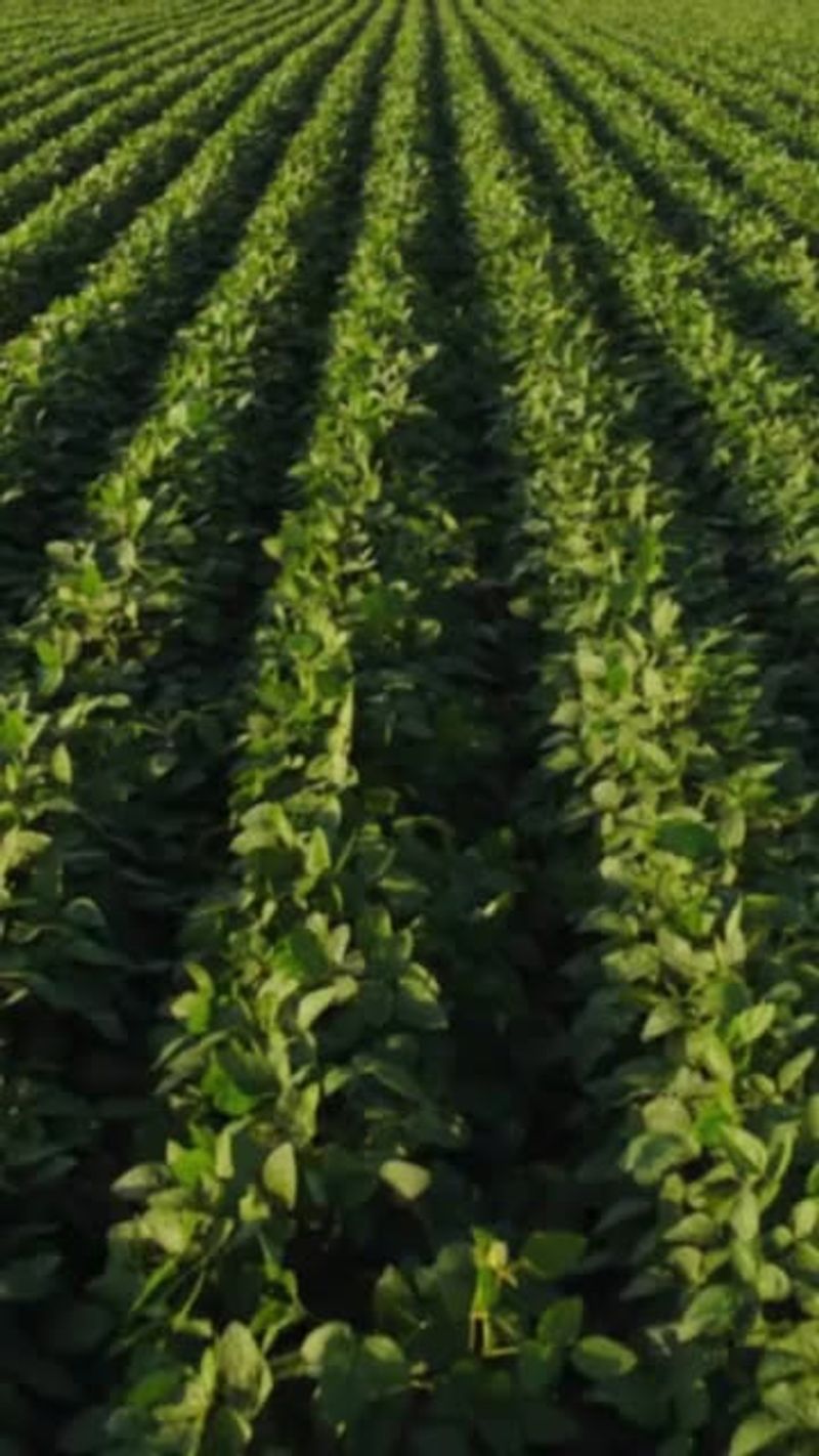 Soybeans