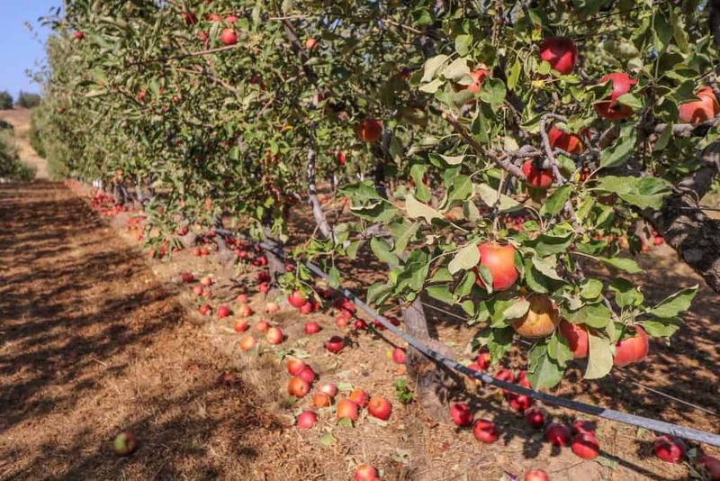 Julian Pie Company Orchard