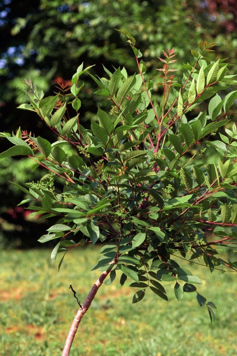 Perilous Poison Sumac