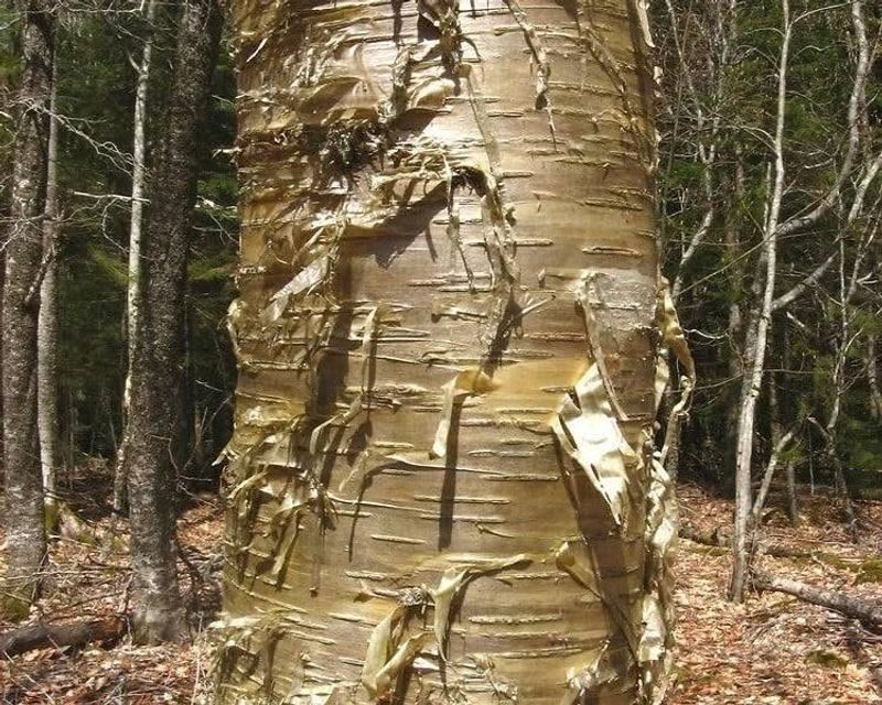 Yellow Birch