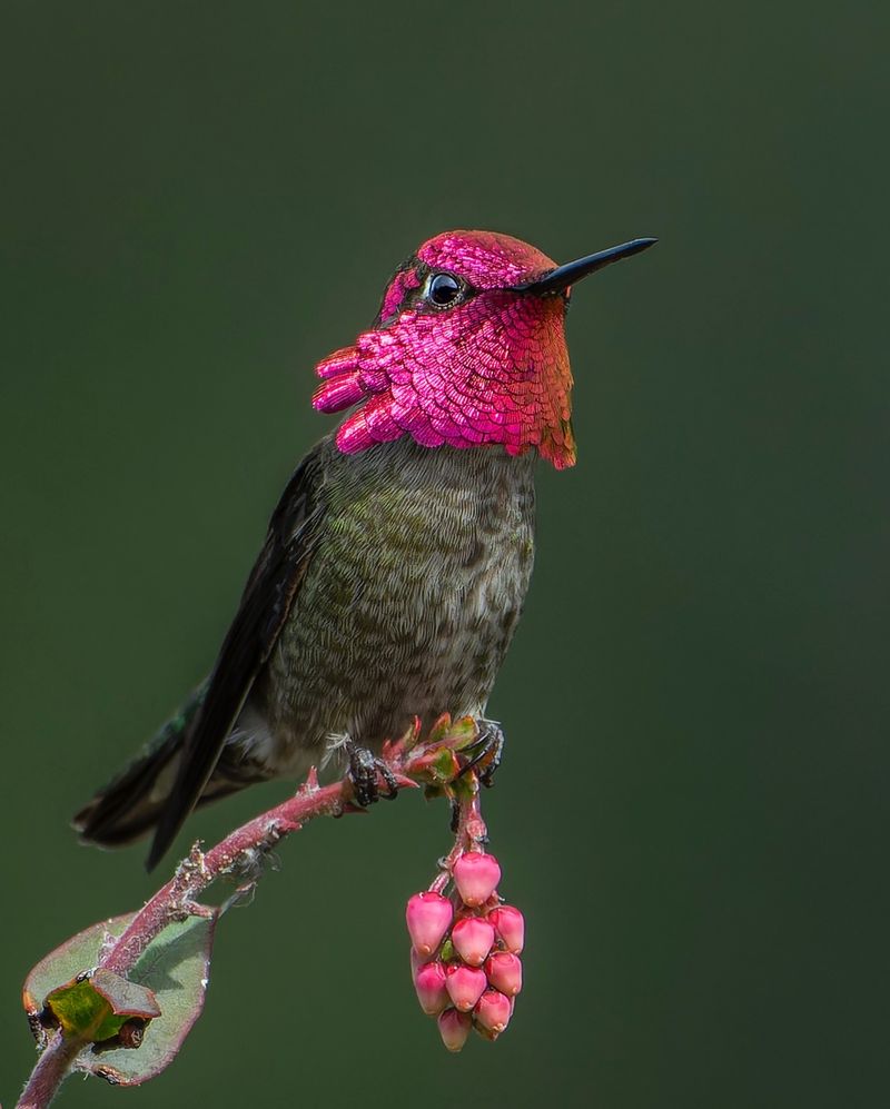 Anna's Hummingbirds: Year-Round Residents
