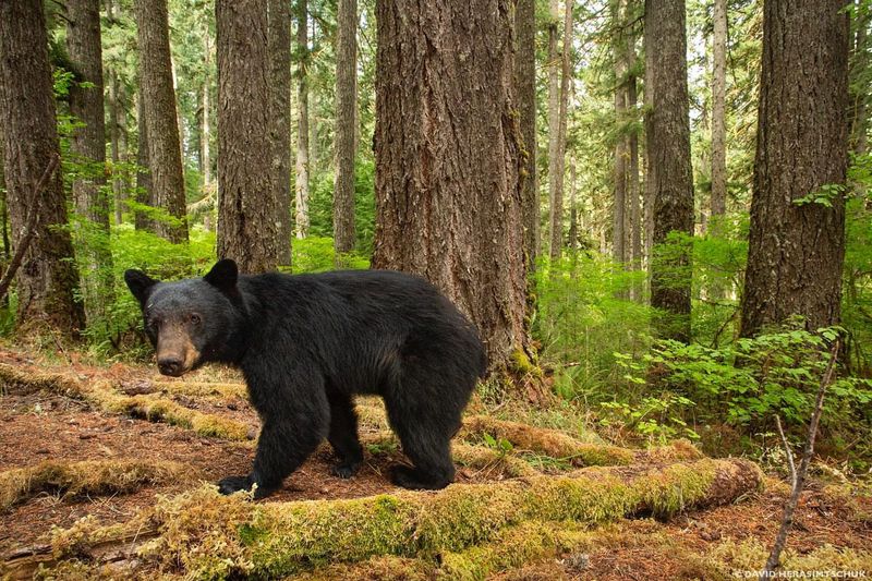 Black Bears: Returning Forest Giants